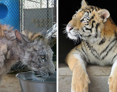 《馬戲團受虐老虎》小病貓康復變回快樂猛虎