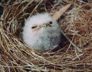 推特《應該保持神秘的生物》網友熱推神祕生物大集合