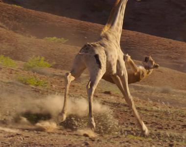 BBC《地球脈動2》長頸鹿怒踩獅子觀眾都看呆了O_O