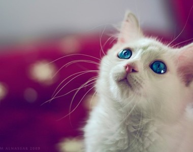 《拍攝貓咪的11個小訣竅》專業攝影師教你怎麼拍出萌貓照