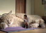 《有大型犬但為何沒有大型貓呢?》這真相令人不禁心生畏懼... 《有大型犬但為何沒有大型貓呢?》這真相令人不禁心生畏懼...