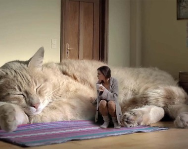 《有大型犬但為何沒有大型貓呢？》這真相令人不禁心生畏懼...