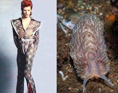 《大衛鮑伊與海蛞蝓》其實他不是搖滾變色龍是搖滾海蛞蝓?(不)