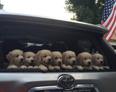 《擠滿狗狗的後車廂是天堂》這樣會因為汪星人太可愛不小心發生追撞吧ww