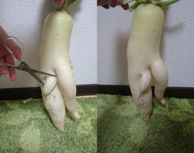 痛痛der《狠心推主為蘿蔔先生去勢》斷根拿來煮(◓Д◒)✄╰⋃╯