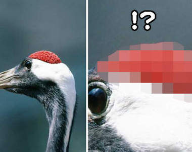 閱覽注意《丹頂鶴的頭頂》密集恐懼症者慎入