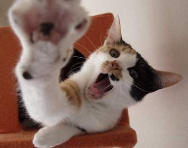 《網路上療癒動圖總整理》感到疲累時看看這些就能感到小幸福