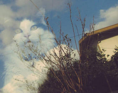 珍事件《天國的喵星人》原本以為的感人故事真相竟然是...