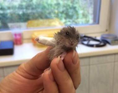 超迷你《小小倉鼠打石膏》「還好有保險」無辜萌樣笑翻網友…