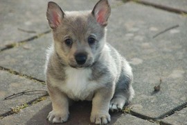 腿短短《瑞典牧羊犬》牧羊犬跟柯基混血就是這樣吧? 腿短短《瑞典牧羊犬》牧羊犬跟柯基混血就是這樣吧?