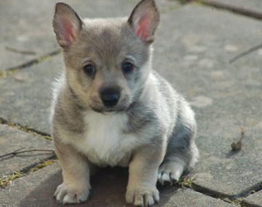 腿短短《瑞典牧羊犬》牧羊犬跟柯基混血就是這樣吧？