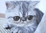 《大眼貓Herman》大到閉不起來的眼睛是什麼概念(ↀ^ↀ) 《大眼貓Herman》大到閉不起來的眼睛是什麼概念(ↀ^ↀ)