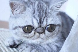 《大眼貓Herman》大到閉不起來的眼睛是什麼概念(ↀ^ↀ) 《大眼貓Herman》大到閉不起來的眼睛是什麼概念(ↀ^ↀ)