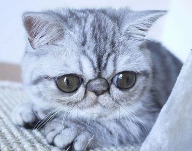 《大眼貓Herman》大到閉不起來的眼睛是什麼概念(ↀ^ↀ)