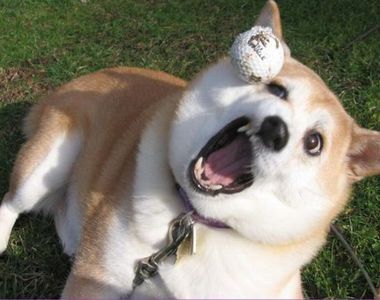 《全球最不妙的地名 TOP 10》你知道死狗之島在哪裡嗎？（抖）