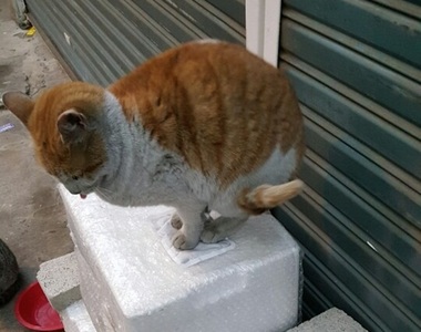 給流浪貓的《愛心暖暖包》謝謝貓奴阿～喵