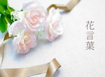 情人節來臨你不能不知道《玫瑰花花語》雖然知道也用不上(挖鼻) 情人節來臨你不能不知道《玫瑰花花語》雖然知道也用不上(挖鼻)
