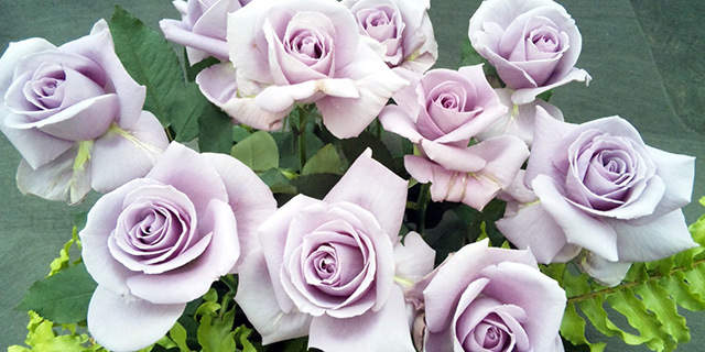 情人節來臨你不能不知道 玫瑰花花語 雖然知道也用不上 挖鼻