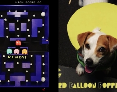 《狗狗版小精靈》汪星人吃豆子的速度像風一樣快₍₍◝(・'ω'・)◟⁾⁾