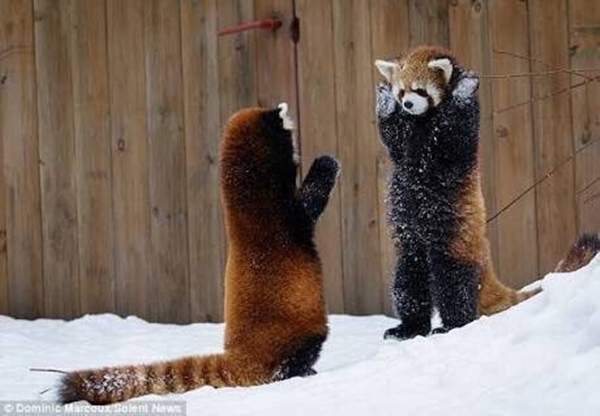 動物萌萌的威嚇動作 明明想嚇唬別人卻超可愛的動物還有哪些呢