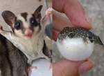 《動物萌萌的威嚇動作》明明想嚇唬別人卻超可愛的動物還有哪些呢? 《動物萌萌的威嚇動作》明明想嚇唬別人卻超可愛的動物還有哪些呢?