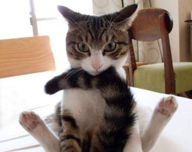 毛小孩總《喜歡追著自己的貓尾巴玩》我終於抓到自己的尾巴啦～