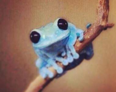 傳說能帶來幸福的《藍蛙》在日本各地目擊情報續出