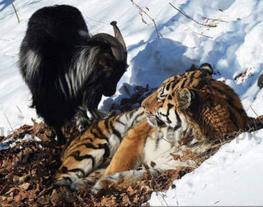 《老虎與黑山羊的友情結束了》一虎一羊決裂的原因在於...!?