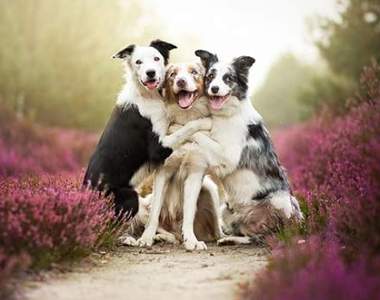 年輕攝影師拍攝《唯美狗狗寫真》花叢中的狗狗真是無與倫比的可愛♥