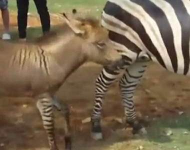 《斑馬x驢子》生下的孩子會長什麼樣子？