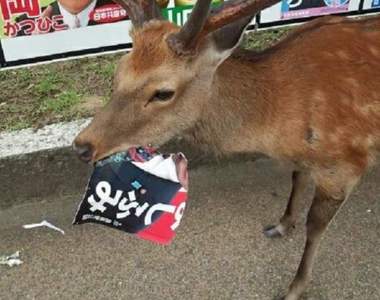 《奈良的鹿又在吃選舉海報了》違反選舉法的現行犯要逮捕牠嗎…