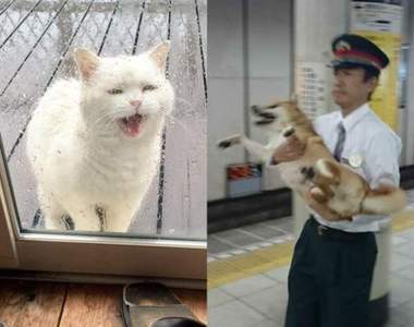 《任性出門的貓狗》下次不可以再亂跑了喲~(摸摸)