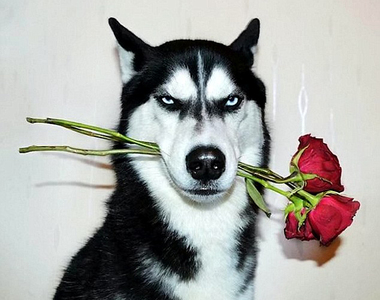 不爽貓退燒？《不爽狗》登場　還記得那隻對主人擺臭臉的哈士奇嗎？