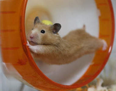 超傻眼《倉鼠看獸醫的理由 TOP 10》醫生的吐槽也太冷靜惹w