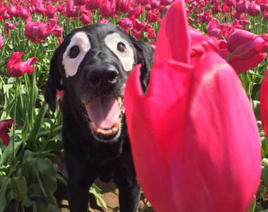 《白眼圈狗狗Rowdy》其實牠已經二度從死神手中逃脫( ´･ω･)