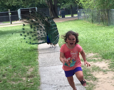 《被孔雀追的小女孩》網友的PS惡搞風潮又來惹ww