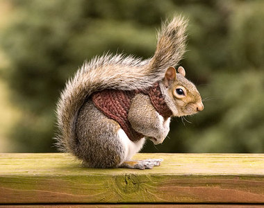 《小動物穿毛衣》毛上加毛=萌到沒天理♥