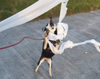 《狗狗散步中的珍事件》汪星人突然模仿起西川貴教究竟為什麼wwww