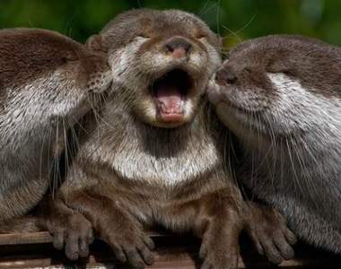 《關於水獺的12件事實》原來水獺不是天生就會游泳...