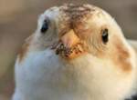 《鳥鳥正面寫真集》被如此直接深情注視怎麼受得了♥ 《鳥鳥正面寫真集》被如此直接深情注視怎麼受得了♥