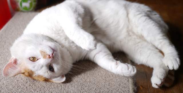 貓咪胸毛毛巾》隨時體驗臉埋貓肚肚的柔軟觸感