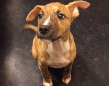 《懂得清小便的狗狗》雖然結果不完美但過程萌炸了