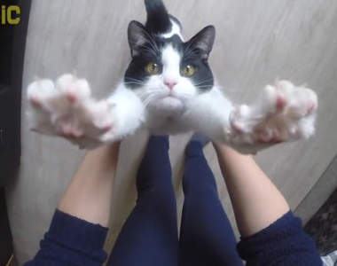 《討抱貓Pusic》喜歡舉高雙手討抱抱難道是乳牛貓的特性嗎？