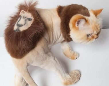 《寵物毛雕》不曉得這些毛小孩們有沒有覺得自己帥帥的ww