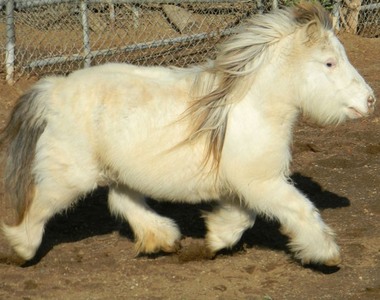 超可愛的《馬界柯基》昔德蘭矮種馬～矮矮短短實在是太萌啦