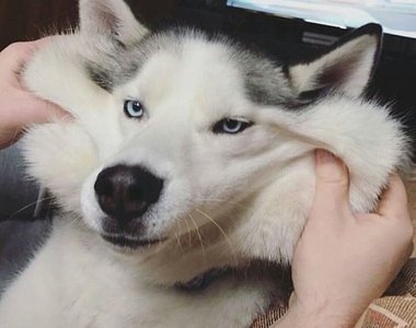 《伸縮自如的狗臉》有人已經直接放棄狗生了......