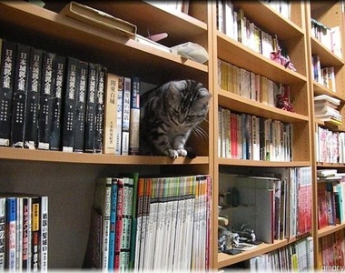 《書櫃與貓》你們是書櫃上的喵精靈嗎？