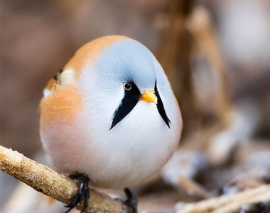 《圓滾滾動物》讓人融化的可愛蓬鬆毛球直擊你心