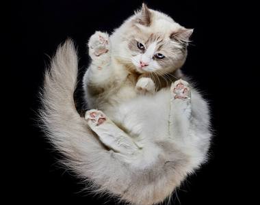 萌攝影《喵星人的肉球》由下往上的角度還有一種看著貓皇的感覺啊~