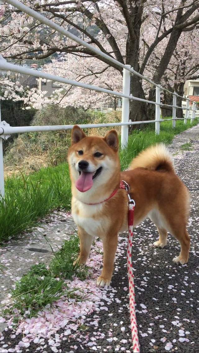 療癒感十足《柴犬賞櫻圖集》蠢萌柴與美麗的櫻花~ - 圖片10 療癒感十足《柴犬賞櫻圖集》蠢萌柴與美麗的櫻花~ - 圖片10
